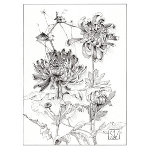 Effigium dans les chrysanthèmes