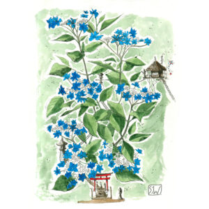 Effigium dans les hortensias bleus du Japon