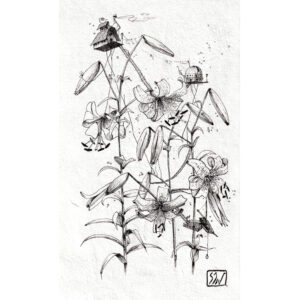 Effigium perché sur un Lis tigré