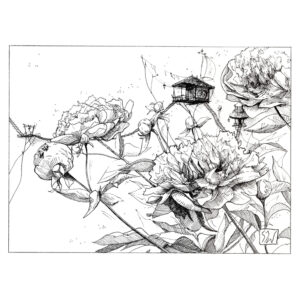 Effigium dans les pivoines