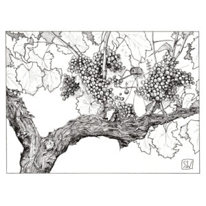 Effigium dans les ceps de vigne